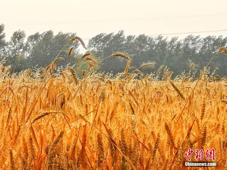 皖北小麦收割季 麦浪滚滚遍地金黄