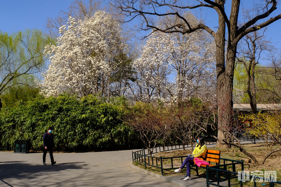 北京紫竹院公园百花齐开迎春分