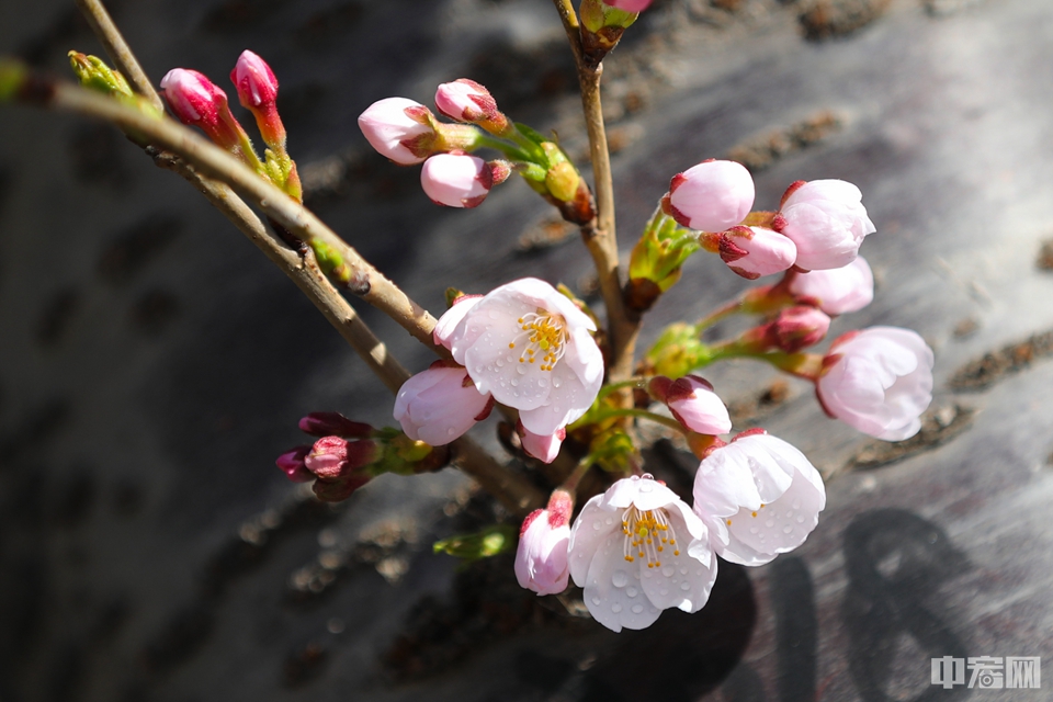中宏网3月24日电（记者 康书源）23日，北京玉渊潭公园部分樱花渐次开放，粉色的花朵跃上枝头。预计樱花大面积开放还要等上几天。