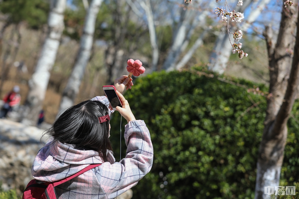 游客手举樱花雪糕拍照。中宏网记者 康书源 摄