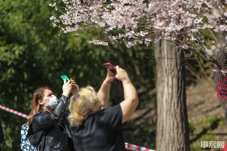 佩戴口罩前来欣赏樱花的外籍游客。中宏网记者 康书源 摄