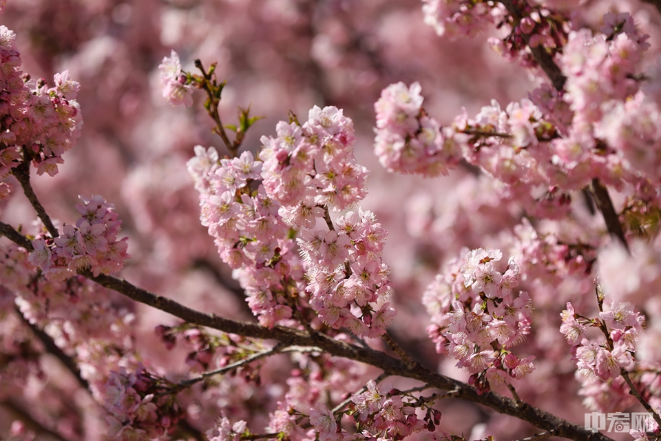成片粉色的花朵跃上枝头。中宏网记者 康书源 摄