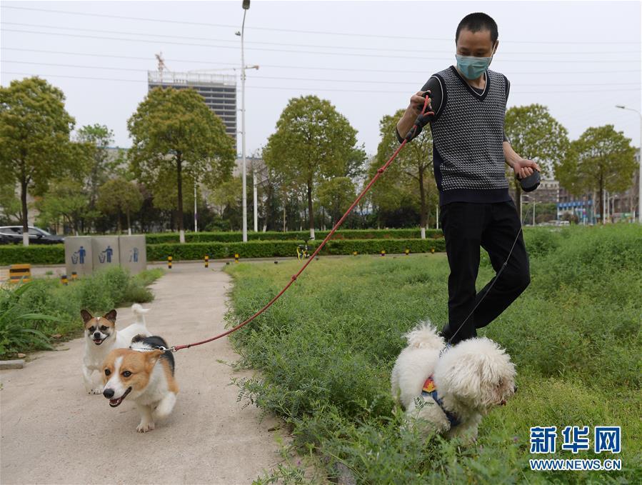 临时“奶爸”高进东带着部分寄养的宠物狗在动物医院附近。 新华社记者 李贺 摄