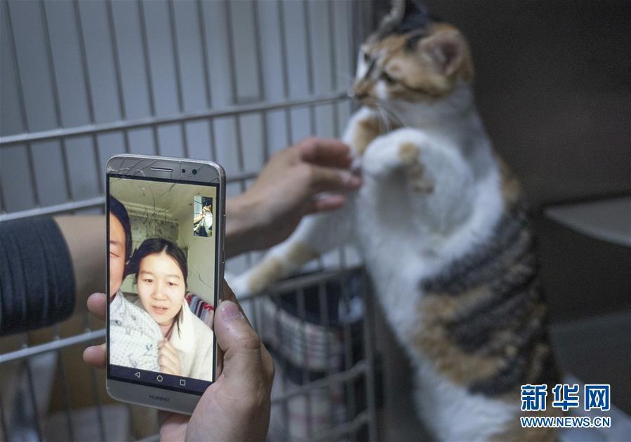 高进东通过视频连线让宠物主人实时了解寄养猫咪的情况。 新华社记者 才扬 摄