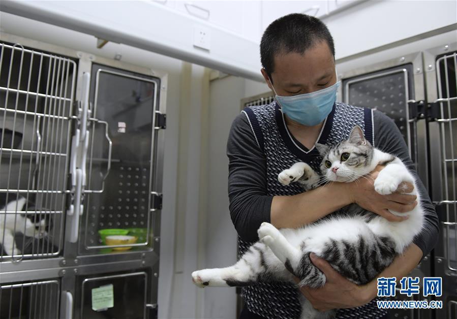对比较“粘人”的猫咪，高进东有时会把它们抱在怀里安抚（3月24日摄）。 新华社记者 李贺 摄