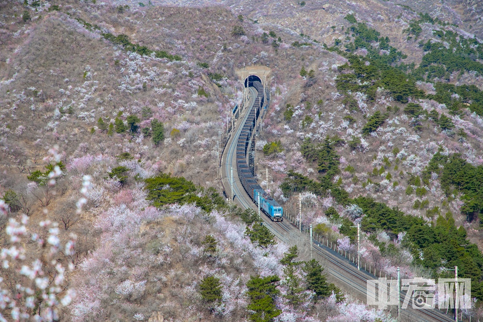 随着天气不断转暖，北京北部山区山花渐开。3月28日，列车穿行在郊区的山岭间，犹如徜徉花海，画面美不胜收。 中宏网记者 富宇 摄