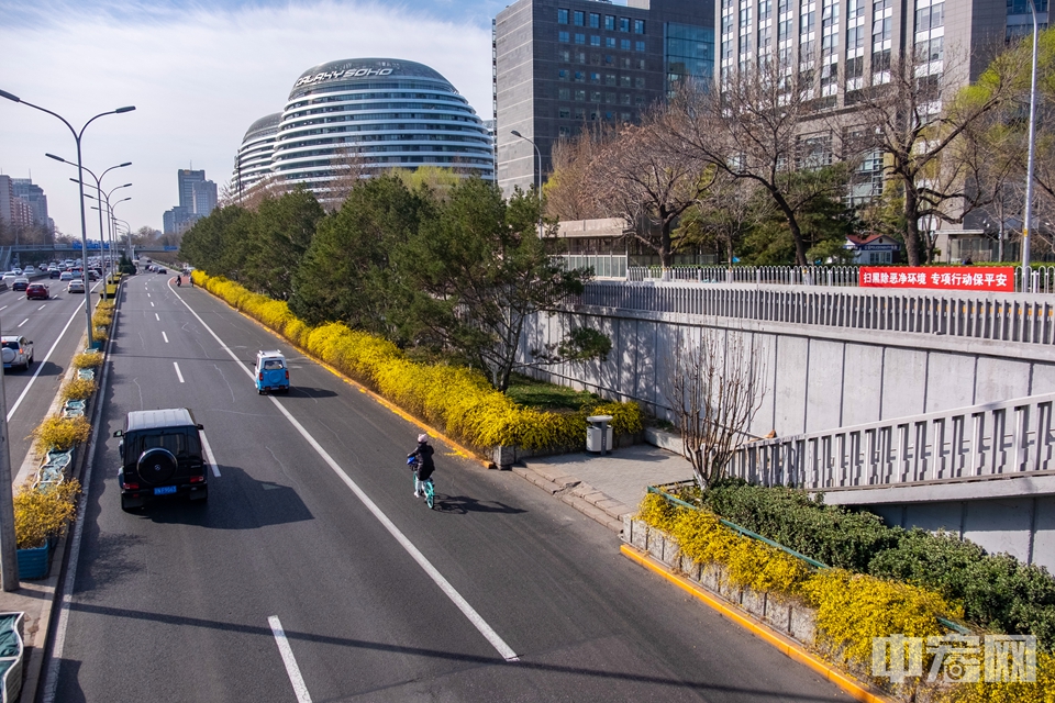 在北京的二环路，迎春花呈带状分布装扮着道路，长达几公里。中宏网记者 康书源 摄