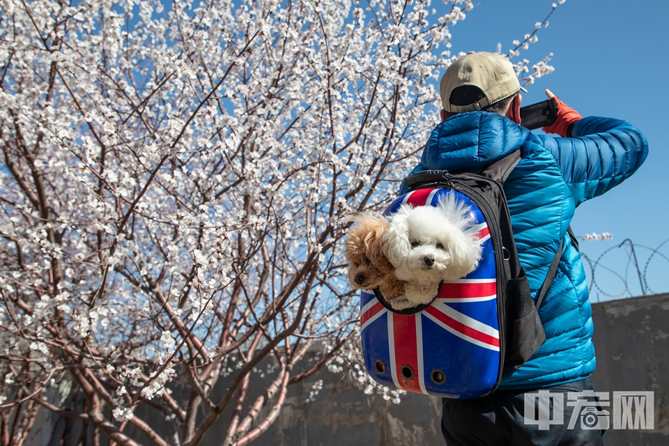 北京明城墙遗址公园梅花开放，一位市民背着宠物外出赏花。中宏网记者 富宇 摄