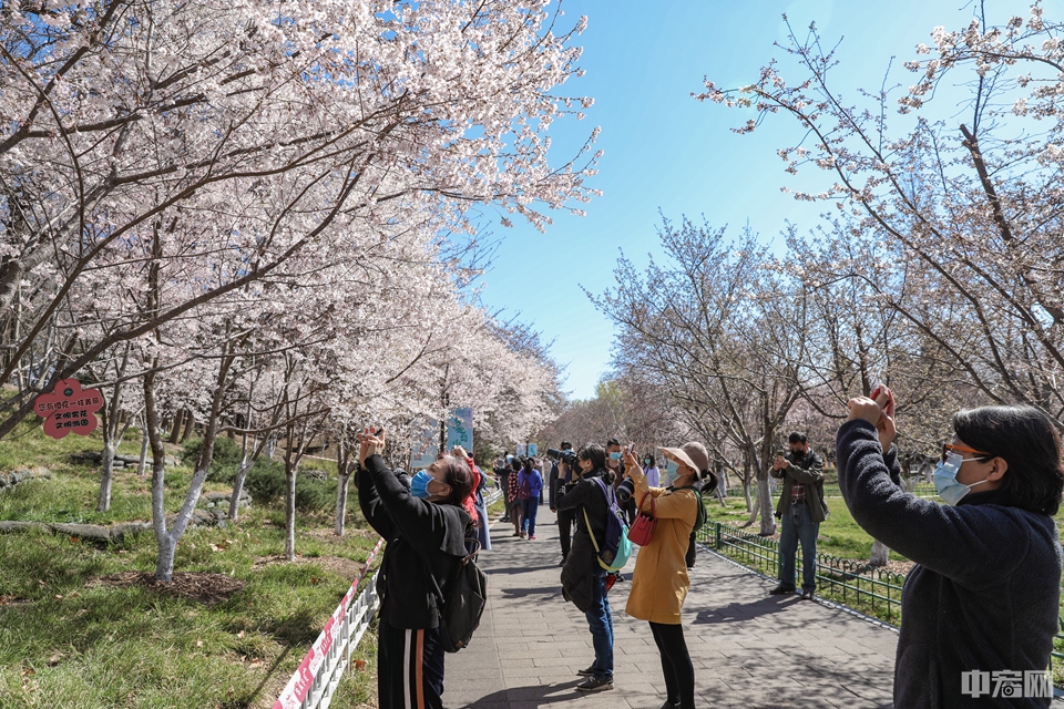 玉渊潭公园吸引众多游客前来欣赏樱花。中宏网记者 康书源 摄