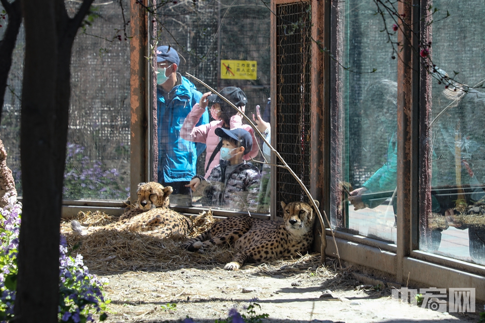 北京动物园豹子在哪儿图片