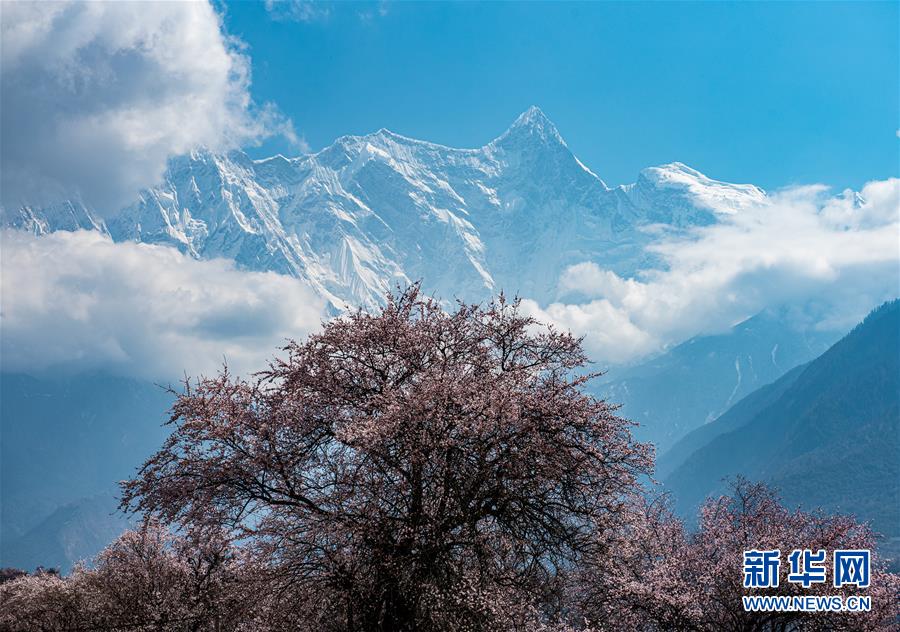 南迦巴瓦峰下盛开的桃花（4月1日摄）。 春天到来，雅鲁藏布江大峡谷中的桃花次第开放，将河谷两岸装点得如诗如画。 新华社记者 侯捷 摄