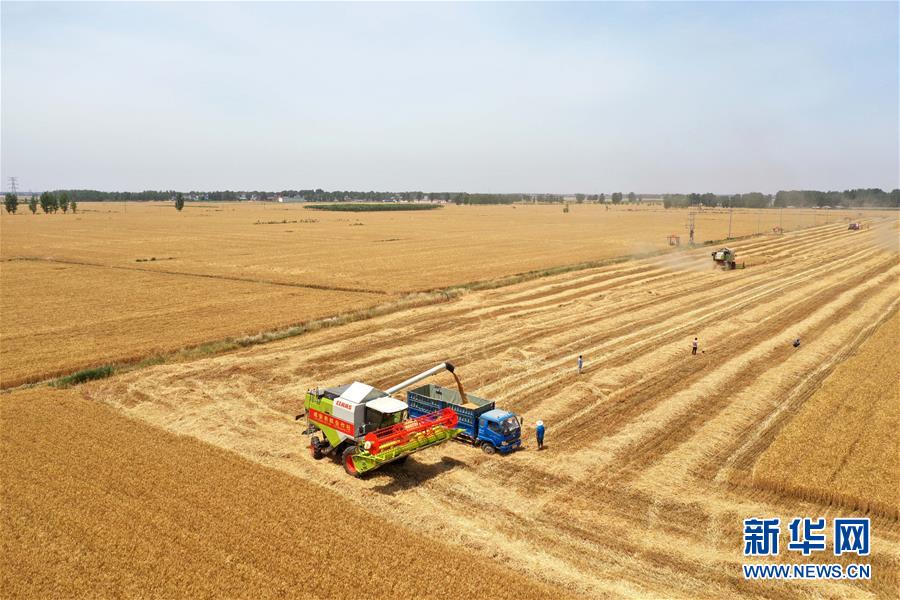 5月26日，在河南省邓州市小杨营镇安众村，农机手操作机械设备收割小麦（无人机照片）。 近日，我国夏粮主产区河南省的小麦陆续收割。今年小麦种植面积继续保持在8550万亩以上，与上年持平。 新华社记者冯大鹏摄
