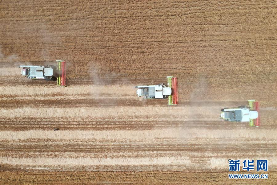5月26日，在河南省邓州市小杨营镇安众村，农机手操作机械设备收割小麦（无人机照片）。 近日，我国夏粮主产区河南省的小麦陆续收割。今年小麦种植面积继续保持在8550万亩以上，与上年持平。 新华社记者冯大鹏摄