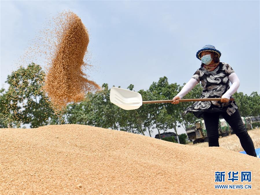5月26日，农民在河南省西平县二郎镇张尧村扬场。 近日，我国夏粮主产区河南省的小麦陆续收割。今年小麦种植面积继续保持在8550万亩以上，与上年持平。 新华社记者李嘉南摄