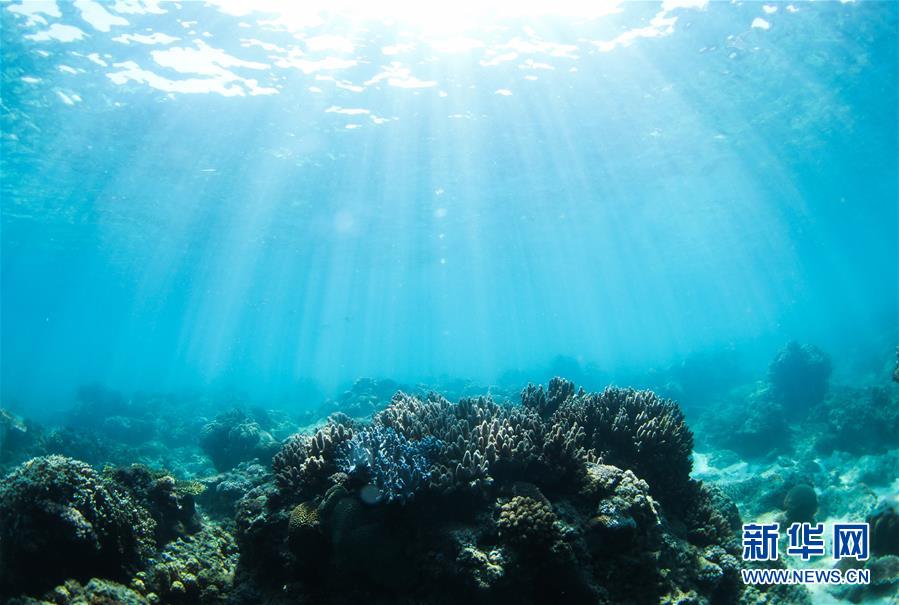 这是海南三亚蜈支洲岛旅游区海洋牧场中的珊瑚（4月29日摄）。 新华社记者 杨冠宇 摄