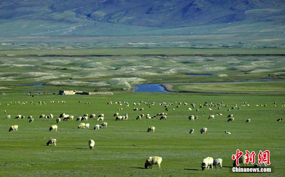 和静县额勒再特乌鲁乡牧民在盖干塔克勒根草场放牧。 确·胡热 摄