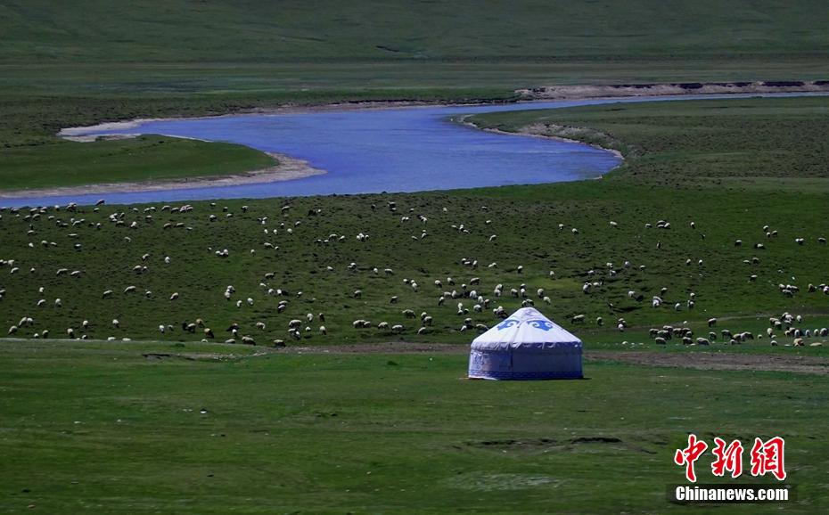 5月31日，新疆巴音郭楞蒙古自治州和静县哈尔莫敦镇牧民在阿尔其台草场放牧。近期，随着降雨量增多、气温回暖，新疆巴音布鲁克草原陆续进入返青期。图为和静县哈尔莫敦镇牧民在阿尔其台草场放牧。 确·胡热 摄