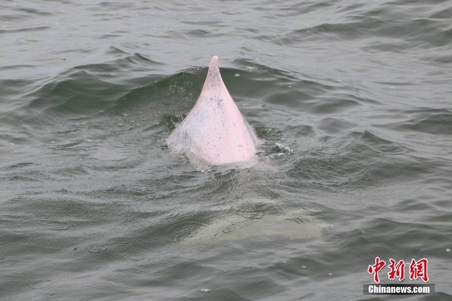 目前，雷州湾中华白海豚的数量超过200只，其数量仅次于珠江口，早在2007年，雷州湾已被列为湛江市中华白海豚自然保护区。梁盛 摄