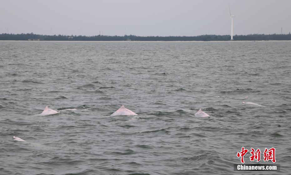 中华白海豚出没在硇洲岛西南方向及雷州东里镇对出海域。梁盛 摄