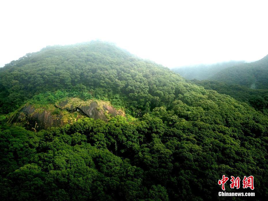 6月9日,航拍位于广东汕尾的广东陆河南万红锥林省级自然保护区.