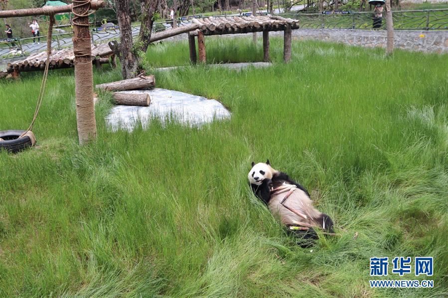 在位于四川省阿坝藏族羌族自治州的九寨沟大熊猫园拍摄的大熊猫（6月19日摄）。 新华社记者 刘坤 摄