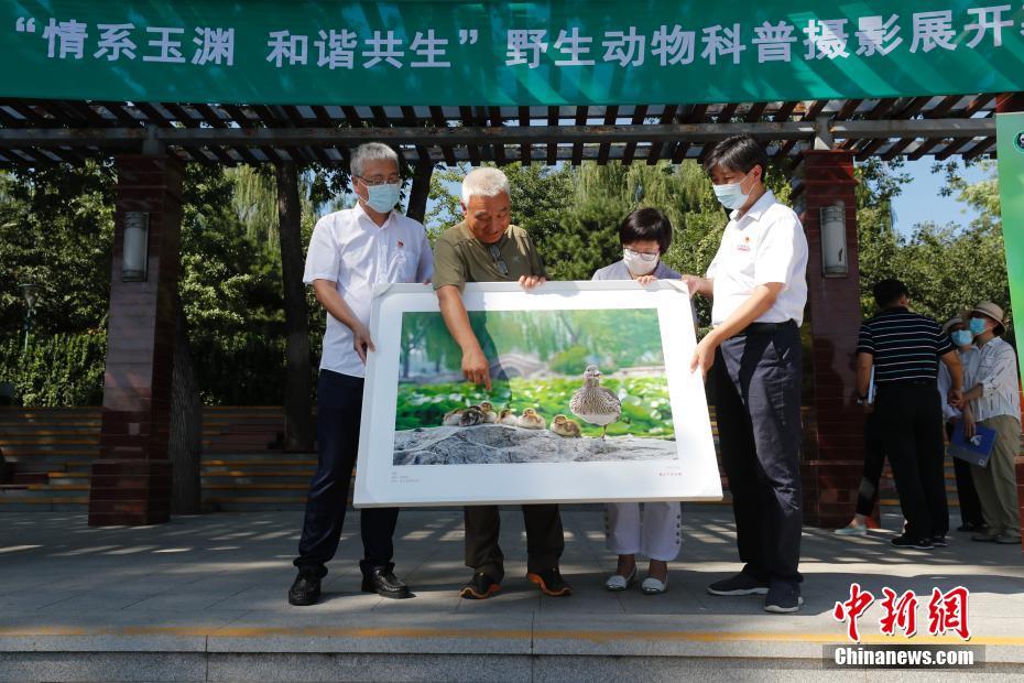 8月10日，“情系玉渊 和谐共生”野生动物生态摄影展在北京玉渊潭公园东湖北岸与游客见面。百余延米的大型科普展廊不仅呈现了城市野生动物的精彩画面和故事，还体现出首都生态文明建设的优秀成果。本次展览汇集了30余位摄影师多年来精心拍摄的200余幅作品，包含玉渊潭公园内80余种野生动物，其中鸟类部分60余种。 中新社记者 杜洋 摄