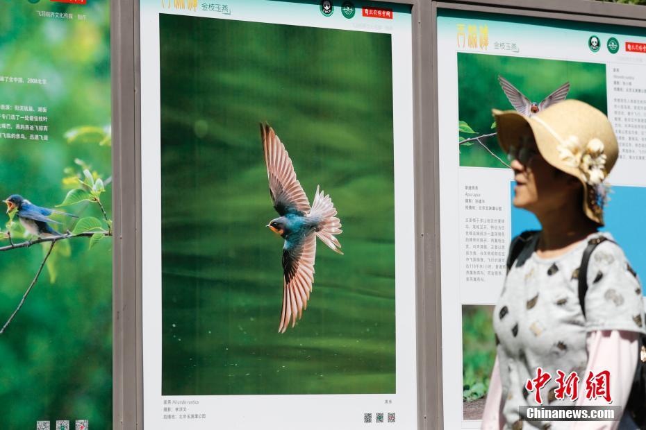 8月10日，“情系玉渊 和谐共生”野生动物生态摄影展在北京玉渊潭公园东湖北岸与游客见面。百余延米的大型科普展廊不仅呈现了城市野生动物的精彩画面和故事，还体现出首都生态文明建设的优秀成果。本次展览汇集了30余位摄影师多年来精心拍摄的200余幅作品，包含玉渊潭公园内80余种野生动物，其中鸟类部分60余种。 中新社记者 杜洋 摄
