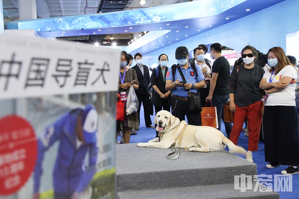导盲犬第一次出现在了科博会的展厅中，吸引了许多观众的目光。