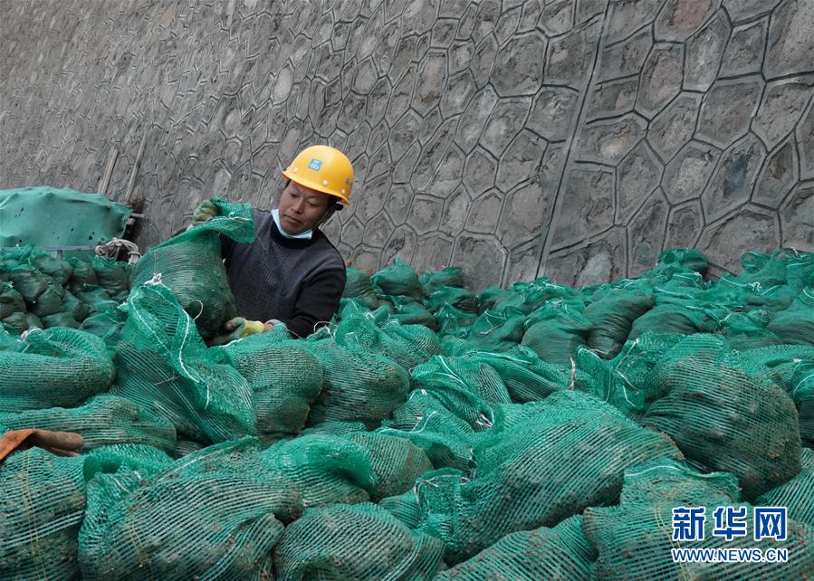 9月27日，工作人员在延庆赛区整理装有土壤和植物种子的生态袋。 新华社记者 张晨霖 摄