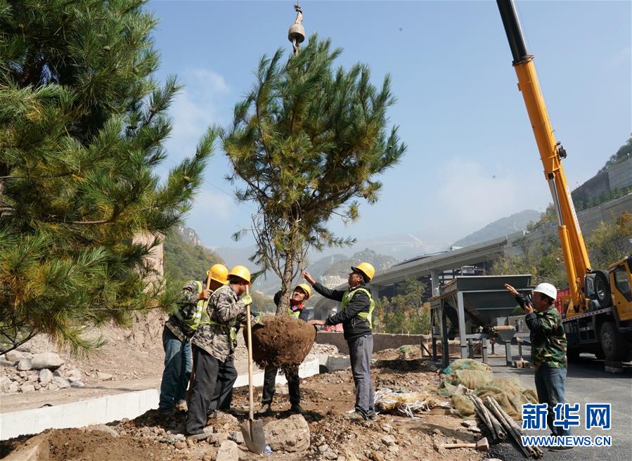 9月27日，工作人员在延庆赛区内种植树木。 新华社记者 张晨霖 摄