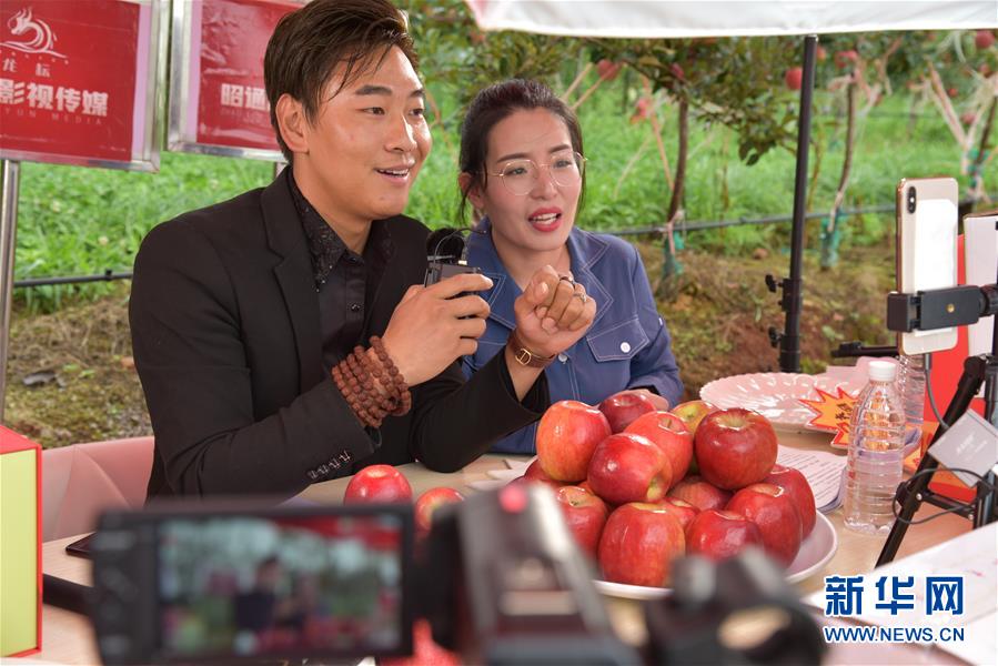 工作人员在云南昭通苹果种植基地通过网络直播售卖苹果（8月18日摄）。新华社记者 林碧锋 摄