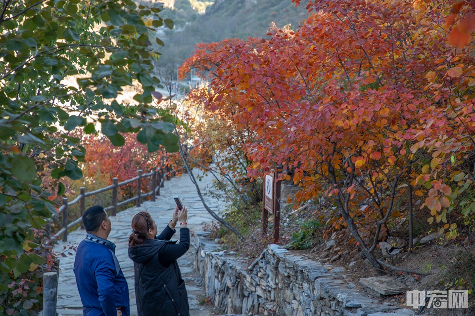 10月22日，游客在北京坡峰岭景区观赏红叶。中宏网记者 康书源 摄