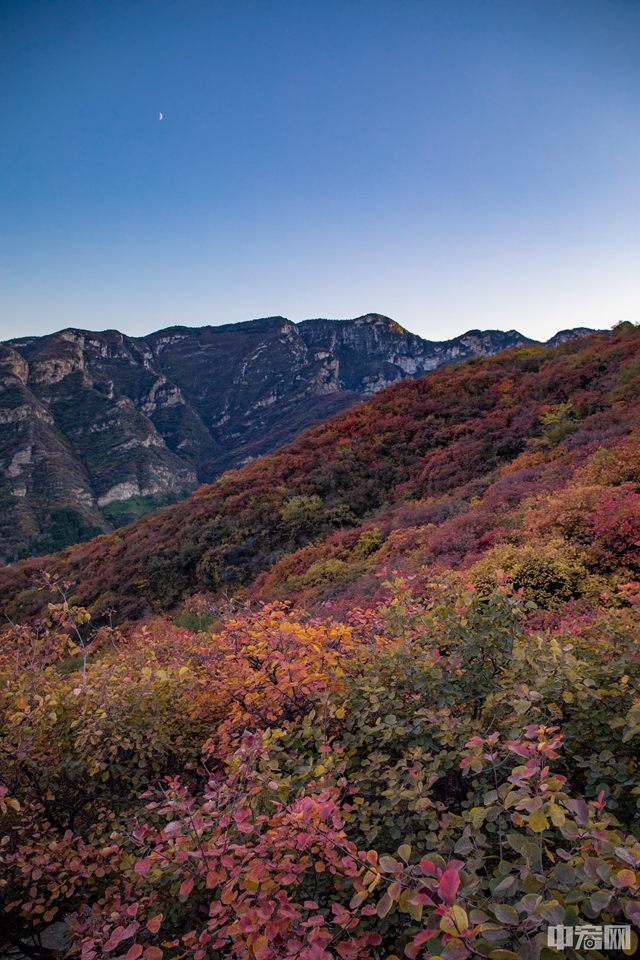 10月22日，北京坡峰岭景区漫山红叶。中宏网记者 康书源 摄