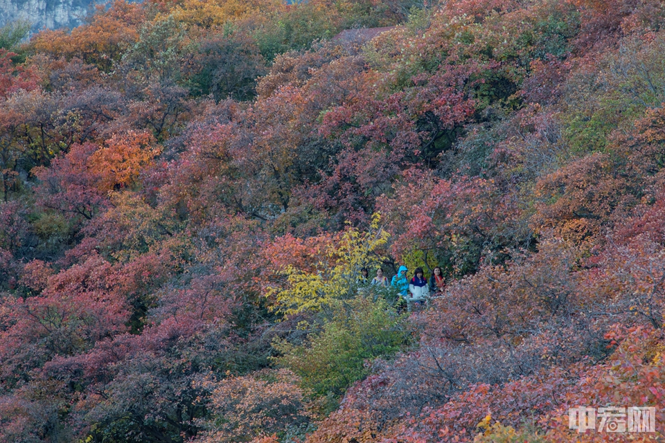 10月22日，游客穿梭在漫山红叶中。中宏网记者 康书源 摄