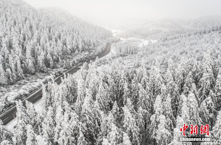 12月3日，重庆武隆仙女山迎来今冬首场大雪，10万亩草原和33万亩森林被洁白的大雪覆盖，整个景区银装素裹宛如童话世界。图为大雪覆盖了森林。 王俊杰 摄