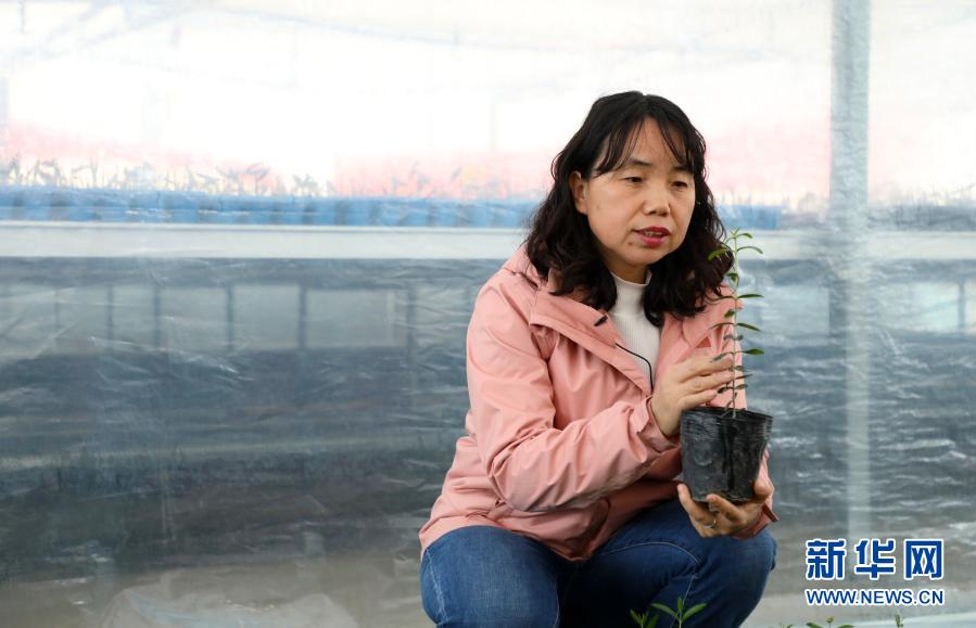 2021年2月24日，在位于甘肃省陇南市武都区的科研基地，姜成英在查看油橄榄人工杂交种子播种的实生苗生长情况。新华社记者 张智敏 摄