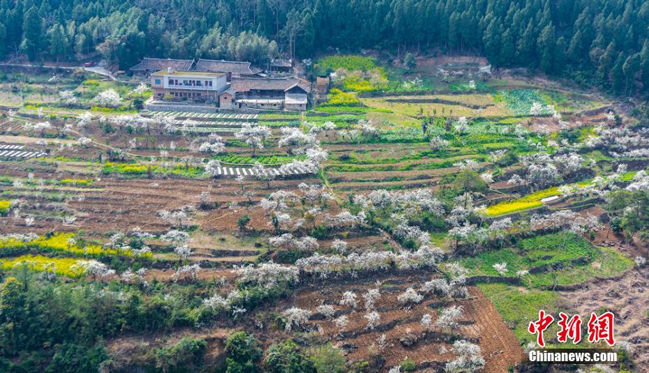 四川叙永万亩乌蒙花海蔚为壮观