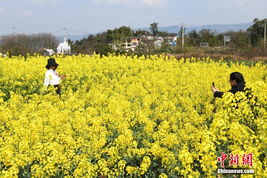 重慶鄉村成片油菜花競相綻放美如油畫