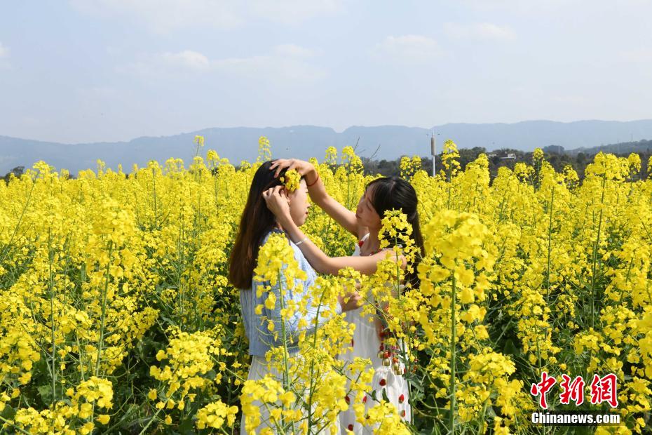 重庆乡村成片油菜花竞相绽放美如油画