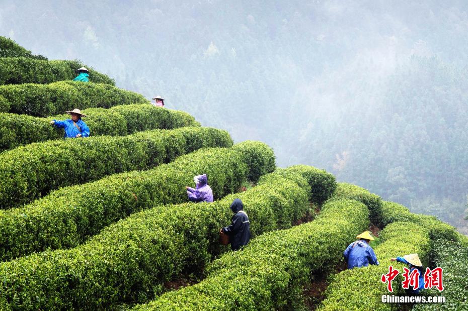 江西省吉安市吉水縣螺田鎮老山村盤嶺生態有機茶場,茶農們正在採摘