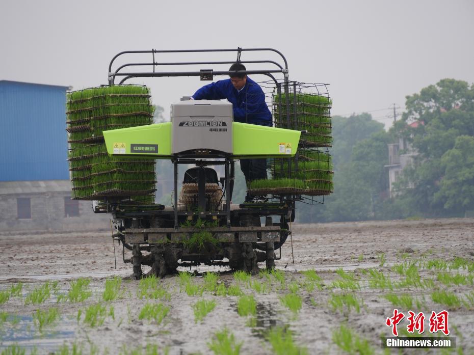 探访湖南首个无人农场:农人一键抛秧 无人机精准施肥