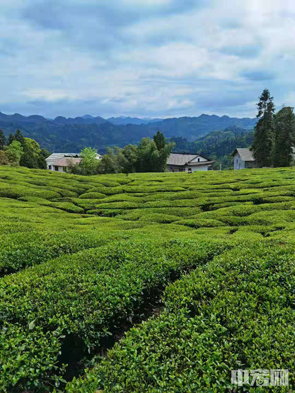 伍家台被誉为“中国最美茶乡”，有上万亩茶园，茶树顺山势整齐排列，错落有致、疏密相间。