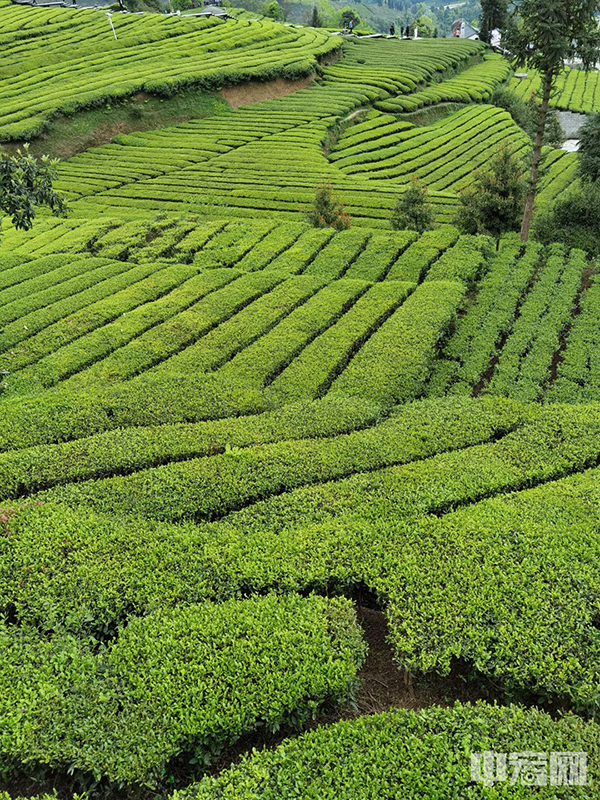 茶树顺山势整齐排列，错落有致、疏密相间。