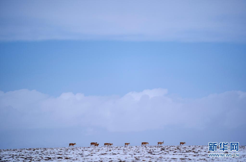 4月20日，一群藏羚羊向卓乃湖方向行进。近日，可可西里迎来降雪，大量藏羚羊汇聚在可可西里五道梁地区，踏上迁徙之路。“高原精灵”藏羚羊的迁徙，被称为全球最为壮观的三种有蹄类动物大迁徙之一。每年4月底，藏羚羊逐步汇聚在可可西里五道梁地区，往“大产房”卓乃湖迁徙产仔。新华社记者 费茂华 摄