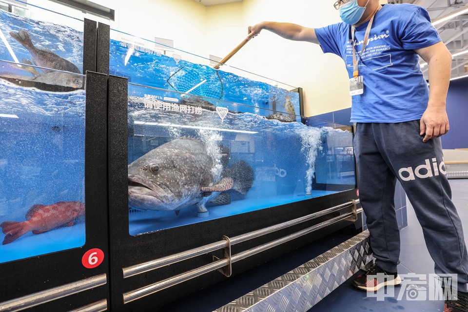 图为6月16日，北京首家盒马X会员店水产区，有重达70多斤的龙趸鱼。 中宏网记者 富宇 摄