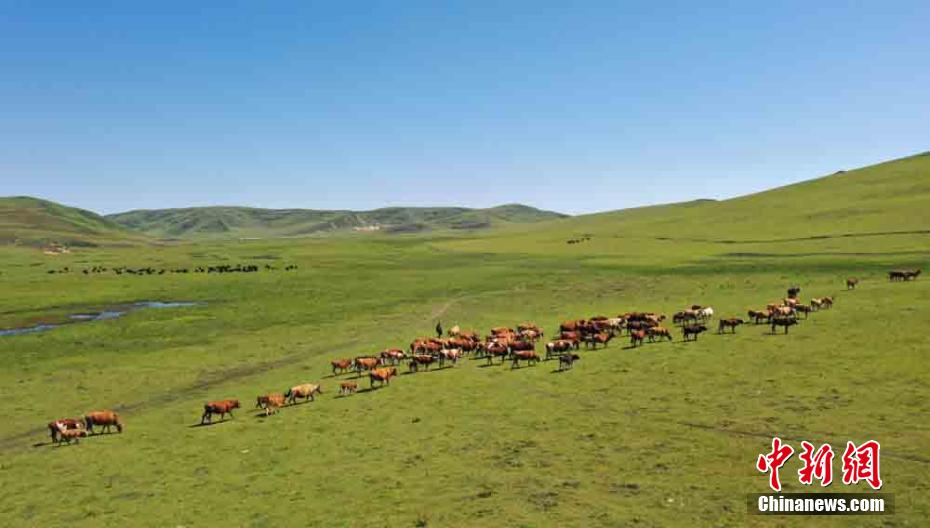 甘肅岷縣近百萬畝溼地草原牛羊成群馬兒跑