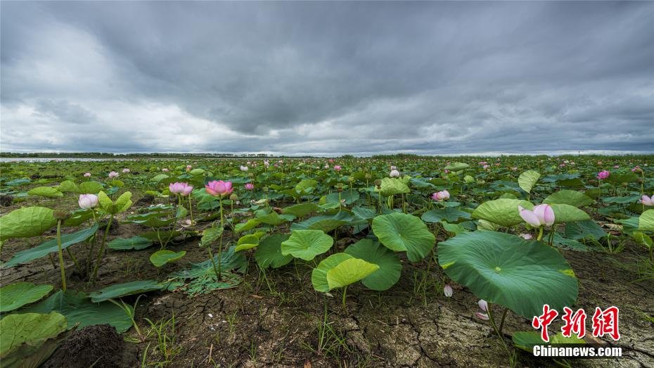 小興凱湖連日干旱碧水荷花開成旱地蓮