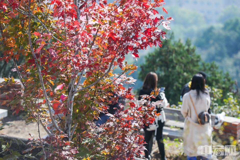 10月18日，伴随晴朗的天气，不少市民游客来到北京百望山森林公园登高远眺。陈硕 摄