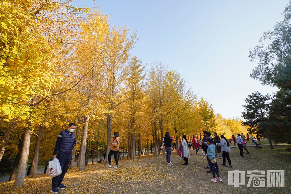 时值深秋，北京各大公园纷纷进入赏秋的最佳时期，不少市民来到奥林匹克森林公园游园赏秋。 中宏网记者 富宇 摄