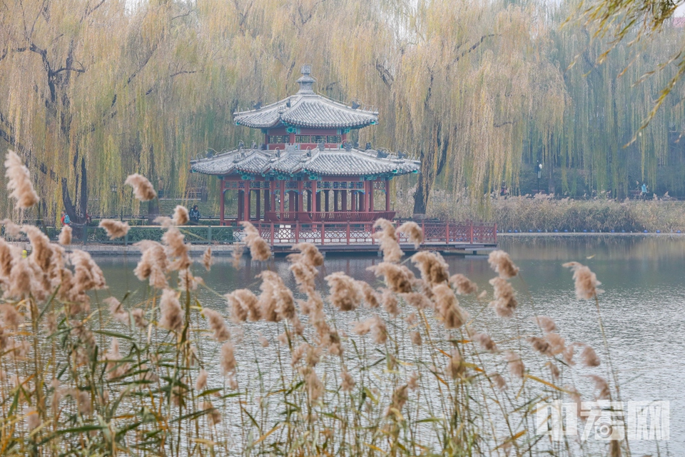 11月18日，游客在北京陶然亭公园游玩。公园内建筑与芦苇、残荷等植物共同勾勒出静谧的初冬景观。 陈硕 摄